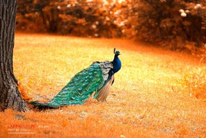 影响力不可估量，网球比赛纷纷获胜